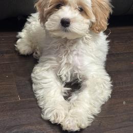 Baby Purple - Parti female Maltipoo puppy in Berea, Kentucky from Blair’s Furry Friends