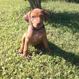 Penny - Rd whtn brn nose female Rhodesian Ridgeback puppy in Carney, Oklahoma from River Run Parson Russell terriers & River Run Ridgebacks