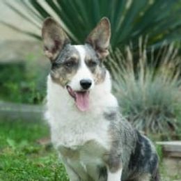 Cardigan Welsh Corgi puppies from L&B Lowriders