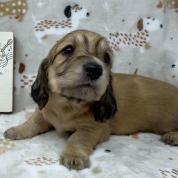 Falcon - Cream male Dachshund puppy in Pulaski, Tennessee from Billboard Doxies
