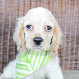 Boy 1 - Buff male Cocker Spaniel puppy in Paris, Oklahoma from Double M Cocker Spaniels