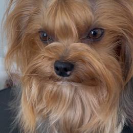 Yorkshire Terrier All Grown Up from Polina Mironchuk