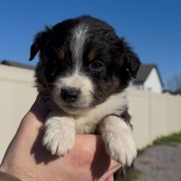 Boy 5 - Black tri male Miniature Australian Shepherd puppy in Murfreesboro, Tennessee from Norby's Mini Aussies