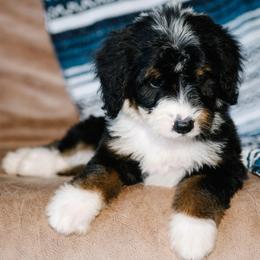 Reina - Tri-color female Bernedoodle puppy in Grove, Oklahoma from Grand Lake Poodles & Doodles