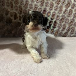 Tri Phantom - Phantom female Poodle puppy in Columbiaville, Michigan from LAE Poodles