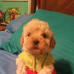 Havanese, Miniature Schnauzer, Poodle, Schnoodle, and Shihpoo Puppies from Mashburns Little Munchkins