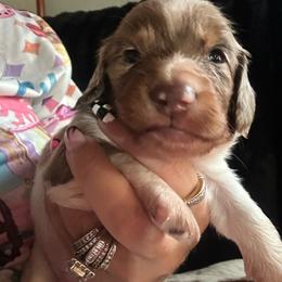 Beau - Piebald male Dachshund puppy in Lakeland, Florida from Queens of the South