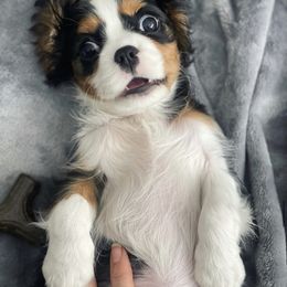 Cavalier King Charles Spaniel Puppies from Cassie’s Cavaliers