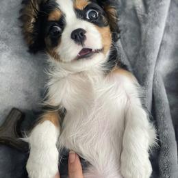 Cavalier King Charles Spaniel Puppies from Cassie’s Cavaliers