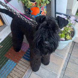Kerry Blue Terrier puppies from Peador's Terriers