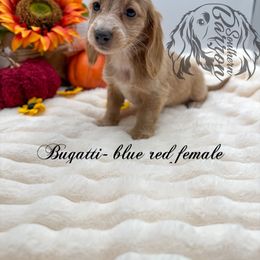 Bugatti - Red female Dachshund puppy in Prairieville, Louisiana from Southern Barron Danes & Dachshunds