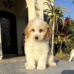 Boy 3 - Parti male Poodle puppy in San Diego, California from Goldendoodles & Poodles of San Diego