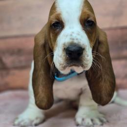 Reuben - Mahogany and white female Basset Hound puppy in Lebanon, Ohio from Lady Mae Bassets
