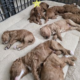 Goldendoodle and Labrador Retriever Puppies from Sagebrush Labradors and Doodles
