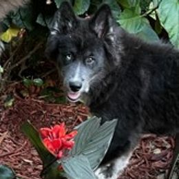 Hope $800 - Pomsky puppy from Northeast Florida Pomskies