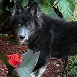 Hope $800 - Pomsky puppy from Northeast Florida Pomskies