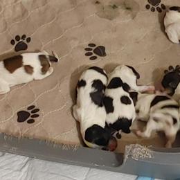 Papillon Puppies from Sequence Papillions / Tradition Boxers