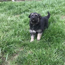 German Shepherd Puppies from Hacker Haus GSDs