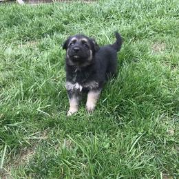 German Shepherd Puppies from Hacker Haus GSDs