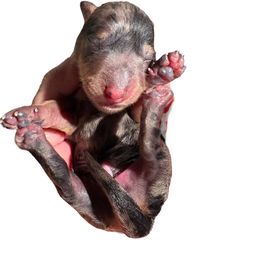 BT Dapple Female - Dapple female Dachshund puppy in Medina, Ohio from STORIED DOXIES