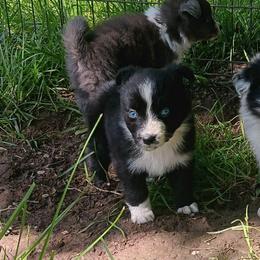 Dottie - Black & white female Australian Shepherd puppy in Sultan, Washington from Van Huitt Australian Shepherds