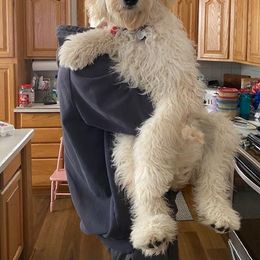 Goldendoodle All Grown Up from Hannah Mae Doodles