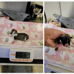 Claus - Chocolate sable male Havanese puppy in Cuba, Missouri from Bouncy Bubbly Havanese