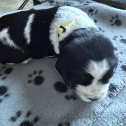Marcie - Black and white female English Springer Spaniel puppy in Westfield, Wisconsin from Heeling Springs at Sandy Ridge