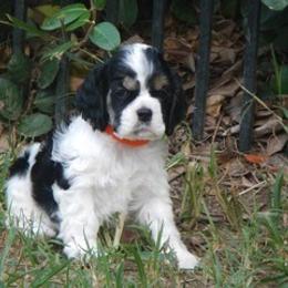 Girl 1 - Black white and tan female Cocker Spaniel puppy in Beech Island, South Carolina from Mike's Best Friends