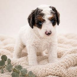 Scout - Brown and white male Aussiedoodle puppy in Byron, Georgia from Southern Olive Doodles 🫒