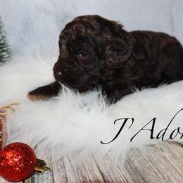J'Adore - Brown female Bernedoodle puppy in Ohio from Moore Doodles