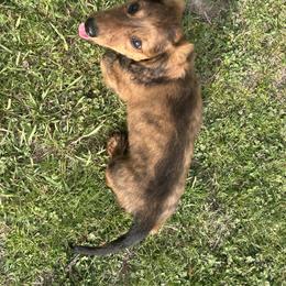 Dachshund Puppies from Dashing Doxie’s