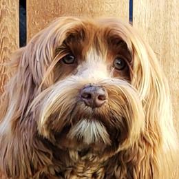 Hunny / Poppy - Australian Labradoodle