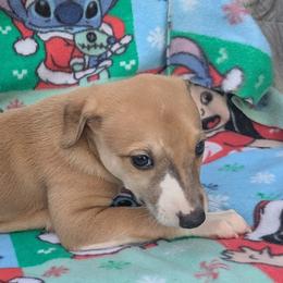 Girl 1 - female Whippet puppy in Sweet Home, Oregon from Imperialis Kennels