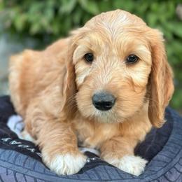Shelby - Red  female Goldendoodle puppy in Chelan, Washington from North Cascades Doodles