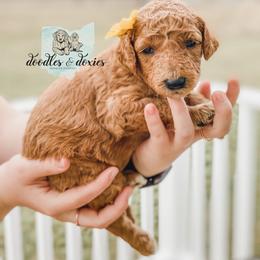 Dachshund, Goldendoodle, and Sheepadoodle Puppies from Doodles & Doxies
