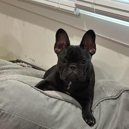 Honor - Brindle female French Bulldog puppy in Chicopee, Massachusetts from Wynning Frenchies