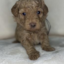 Grape - Red  female Goldendoodle puppy in Cleveland, Georgia from The O.G. Doodles