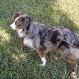 Tucker - Miniature Australian Shepherd