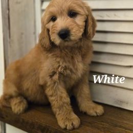 White - Cream female Goldendoodle puppy in Taft, Tennessee from McGraw's Fetching Pups