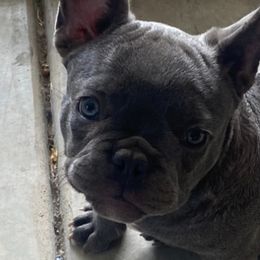 French Bulldogs from Dc Frenchies