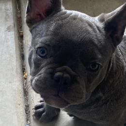 French Bulldogs from Dc Frenchies