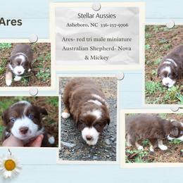 Ares - Red tri male Miniature Australian Shepherd puppy in Asheboro, North Carolina from Stellar Aussies