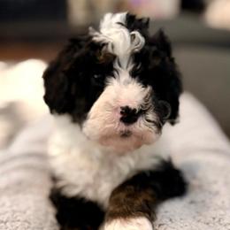 Red collar girl - Tri-color female Bernedoodle puppy in Lake, Michigan from 3 King Doodles & Poodles