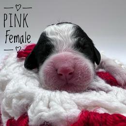 Goldendoodle and Poodle Puppies from Trammell’s Southern Pups