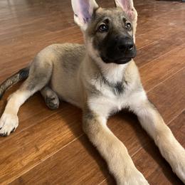 German Shepherd Puppies from Scenic City Shepherds