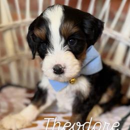Theodore - Tri-color male Bernedoodle puppy in Snohomish, Washington from Refined Doodles