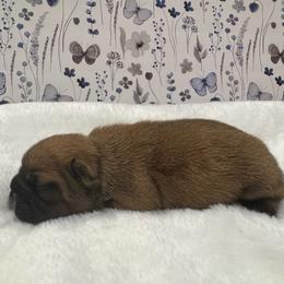 Penny - Fawn female French Bulldog puppy in Riverview, Florida from The Frenchie Lady Co.