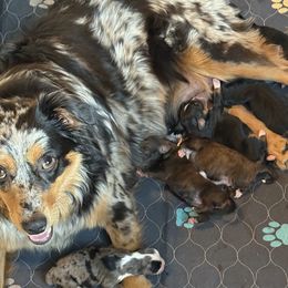 Aussiedoodle puppies from Saguaro Jasper Aussiedoodles