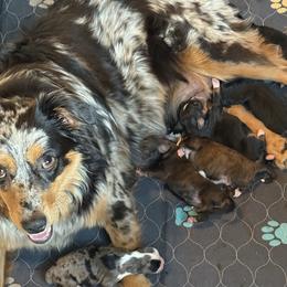 Aussiedoodle puppies from Saguaro Jasper Aussiedoodles
